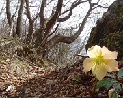 MONTE ZUCCO (1232 m) ad anello da casa-Zogno (300 m) con festa di fiori (17mar21)  - FOTOGALLERY